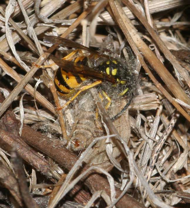 Espe terranzu: Vespula germanica (Hymenoptera, Vespidae)